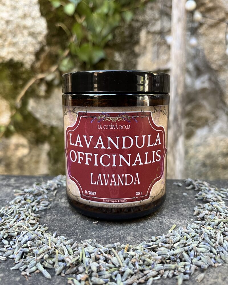 Tarro de Lavanda (Lavandula angustifolia)